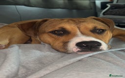 Mixed Breed dogs for sale: Two male  - Image 4