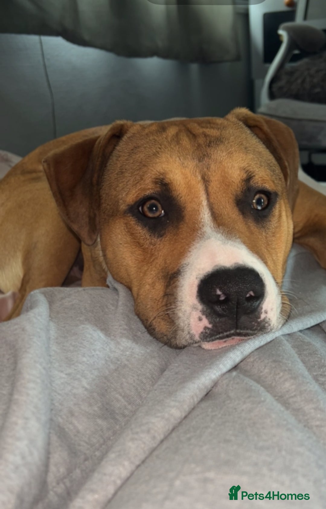 Mixed Breed dogs for sale: Two male  - Image 4