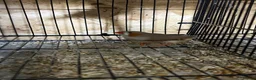Mixed Breed birds for sale: Zebra finches  - Advert 10