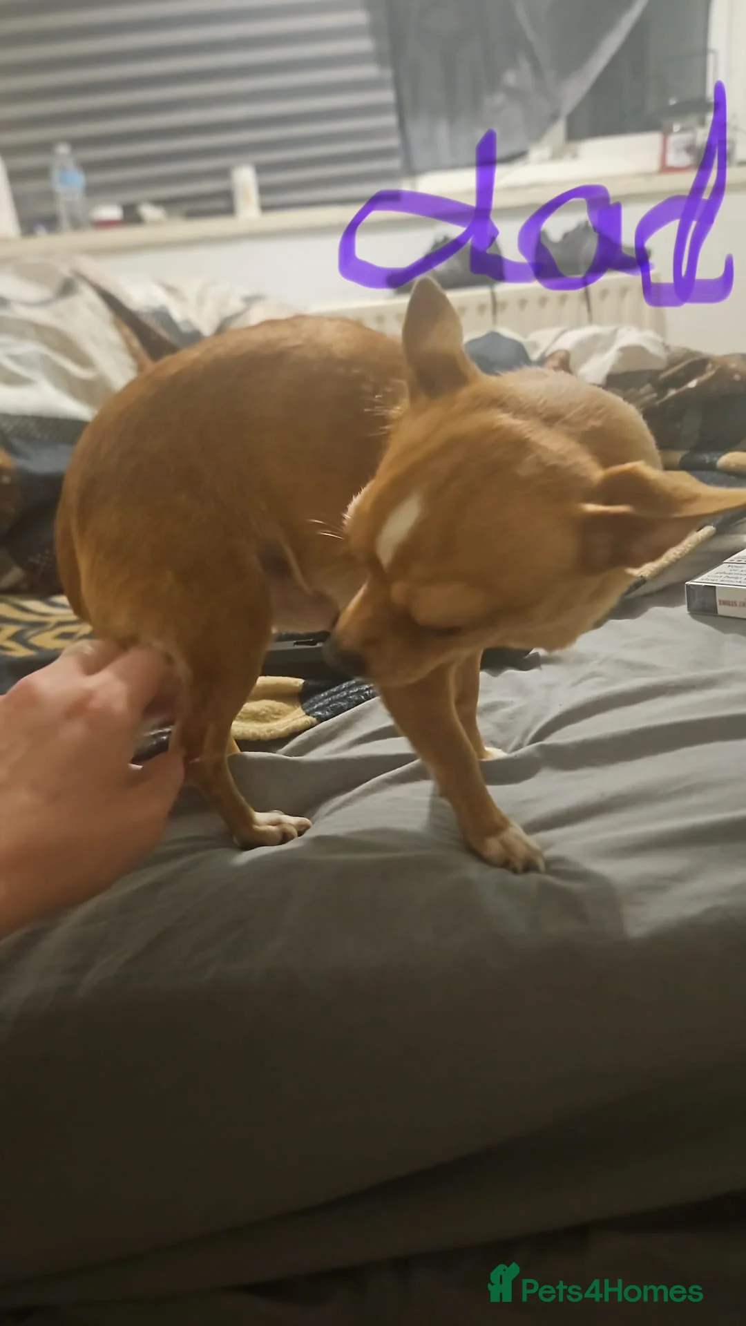 Chihuahua dogs for stud: George the chihuahua stud - Advert 12