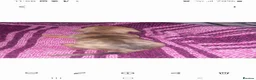 Miniature Dachshund dogs for sale: Miniature Dachshund pups - Advert 9
