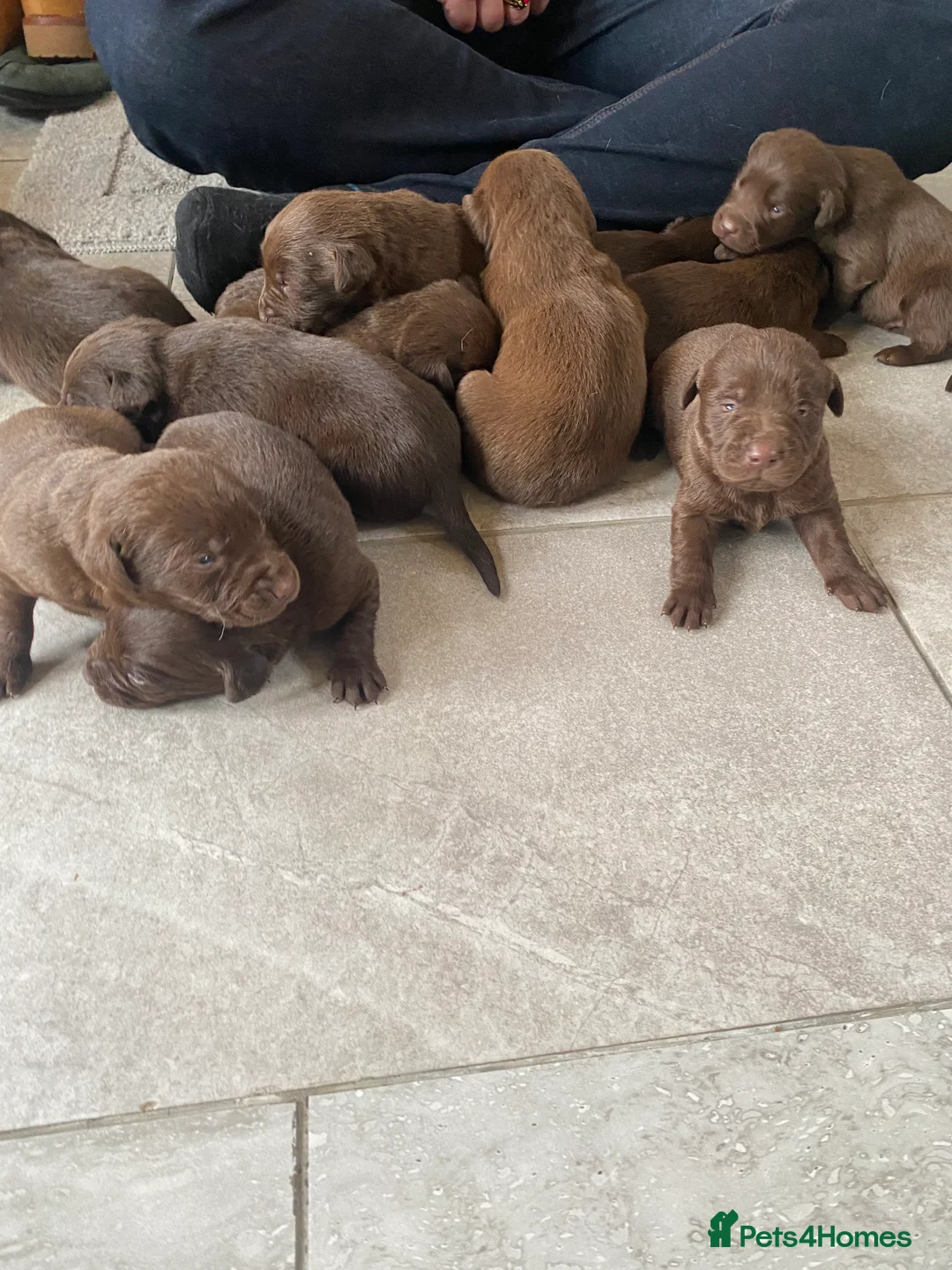 Labrador Retriever dogs for sale: BEAUTIFUL LITTER LABRADOR PUPS READY 9TH MARCH - Advert 12