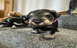 Miniature Schnauzer dogs for sale: Miniature Schnauzer Puppies KC/BVA/MAC Tested - Image 20