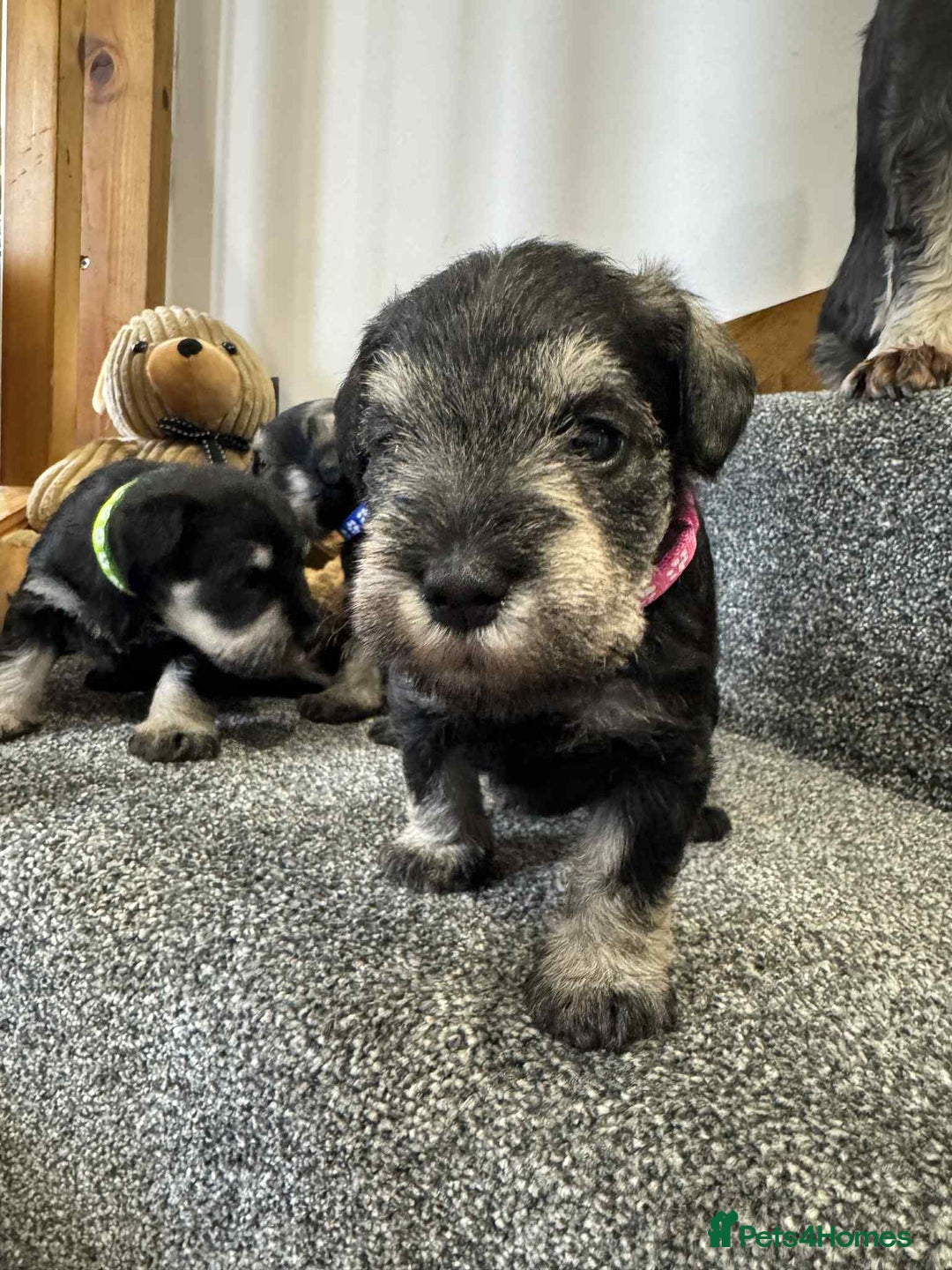 Miniature Schnauzer dogs for sale: Miniature Schnauzer Puppies KC/BVA/MAC Tested - Image 20