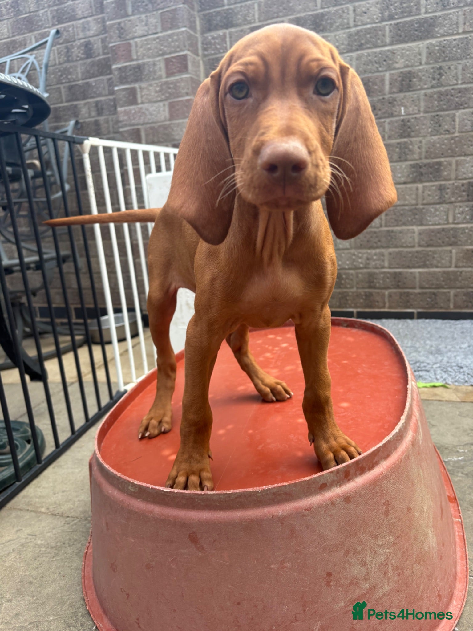Hungarian Vizsla dogs Kc champion bred Hungarian Vizsla boy - Advert 8