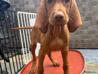 Hungarian Vizsla dogs Kc champion bred Hungarian Vizsla boy - Advert 8