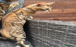 Bengal cats for sale: Bengal boy  - Image 4