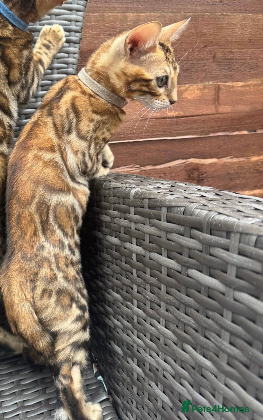 Bengal cats for sale: Bengal boy  - Image 4