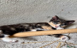 Mixed Breed cats for sale: 4 farm kittens for sale  - Image 3