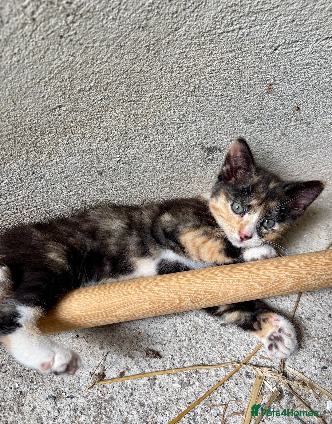 Mixed Breed cats for sale: 4 farm kittens for sale  - Image 3