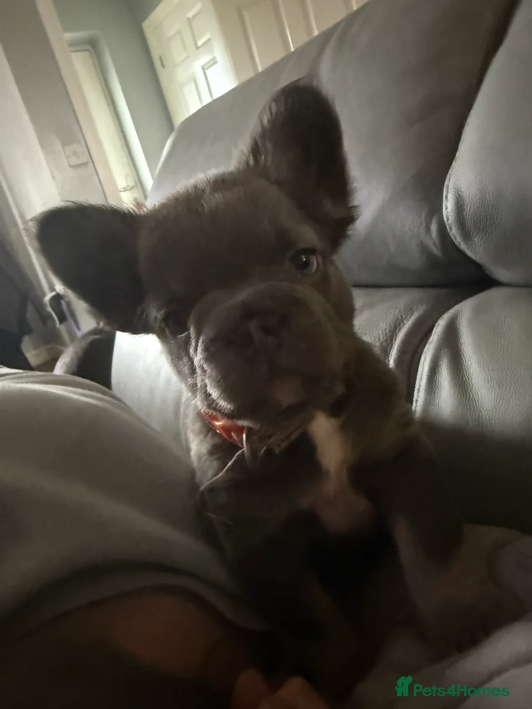 French Bulldog dogs for sale: French bulldogs  - Advert 19