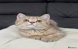 British Shorthair cats for sale: British shorthair  - Image 10