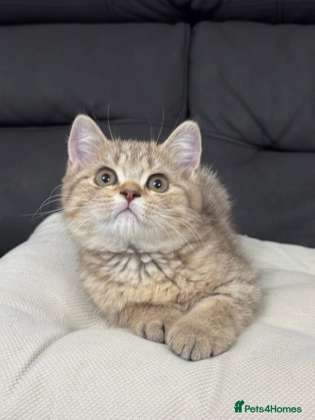 British Shorthair cats for sale: British shorthair  - Image 10