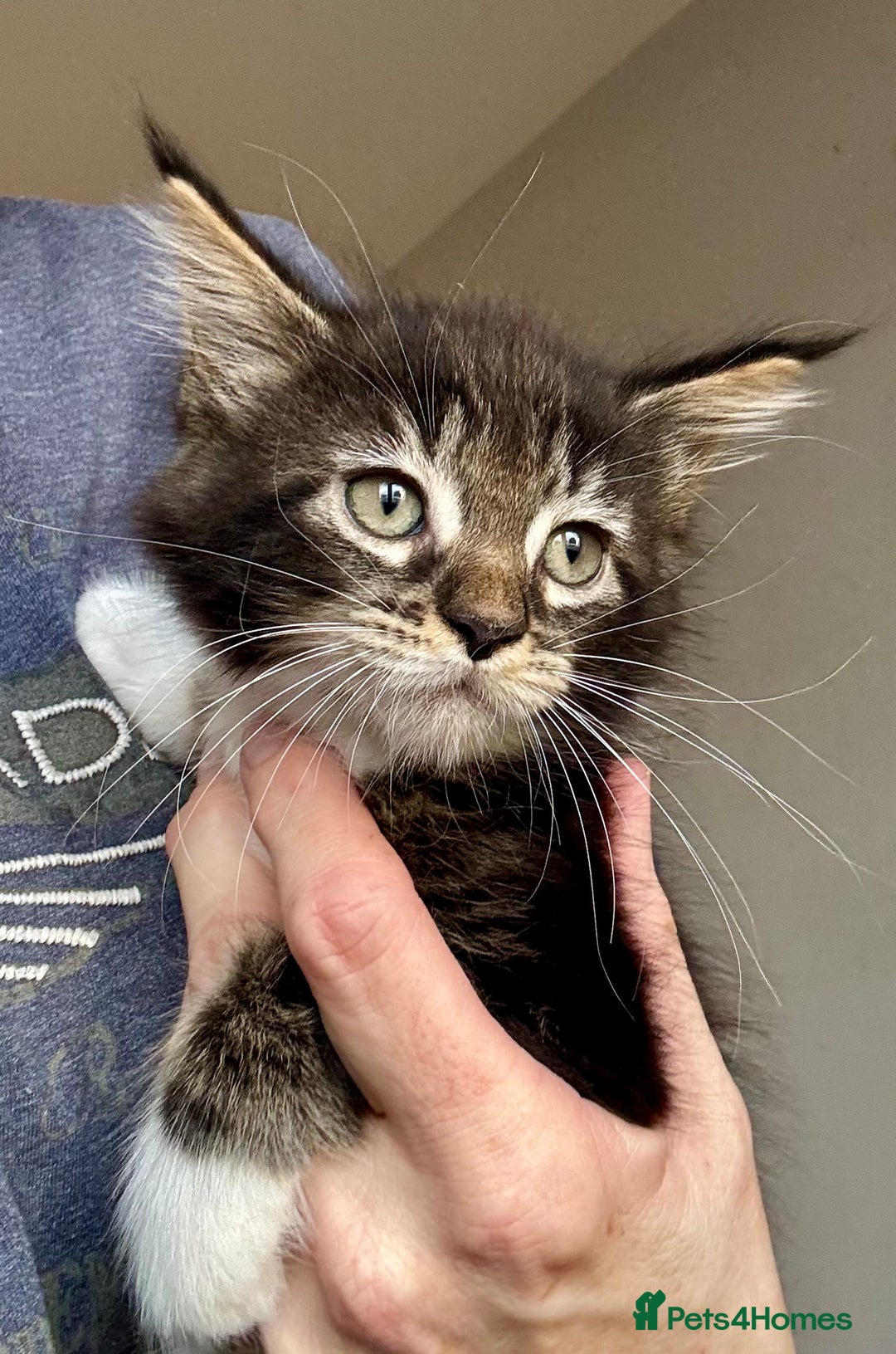 Mixed Breed cats for sale: 3/4 Maine Coon 1/4 ragdoll kittens ready - Advert 6