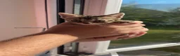 Bengal cats for sale: Beautiful baby Bengal cross kittens READY NOW! - Advert 15