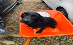 Labrador Retriever dogs for stud: Labrador cross golden retriever for stud  - Image 3