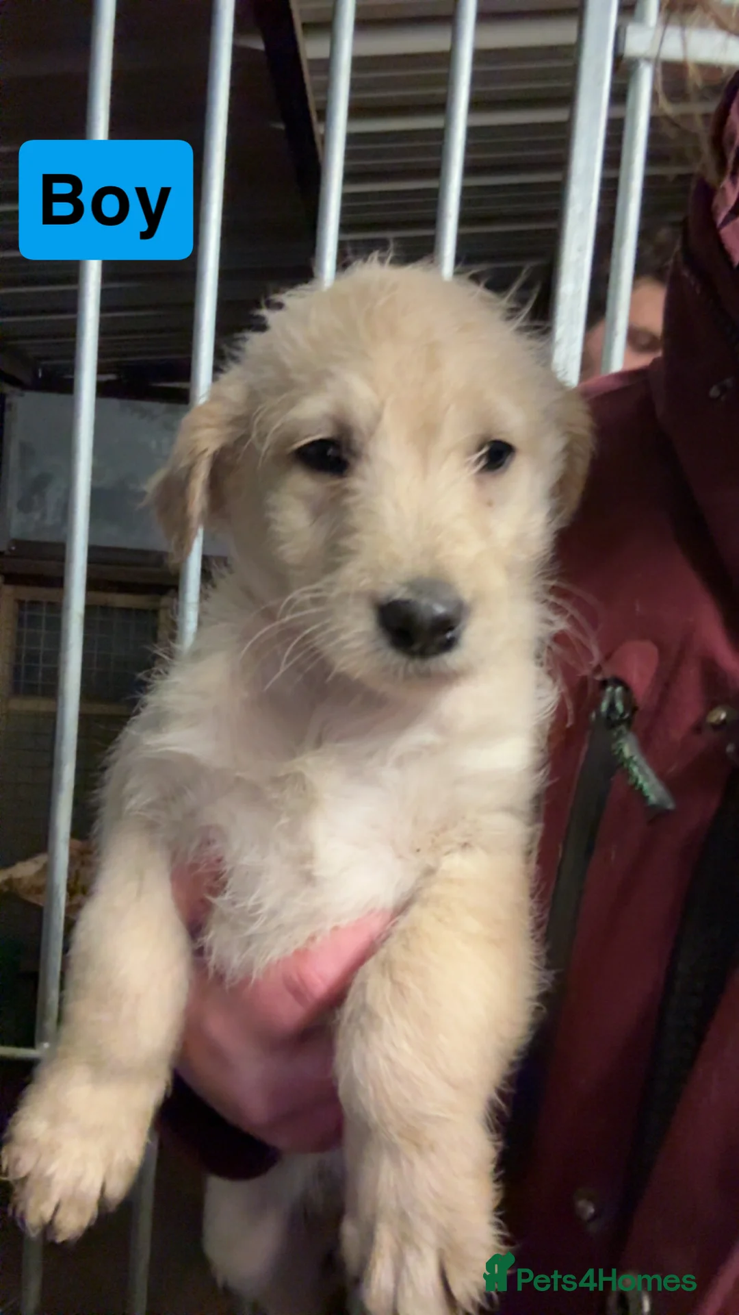 Labradoodle dogs for sale: Labradoodle pups  - Advert 2