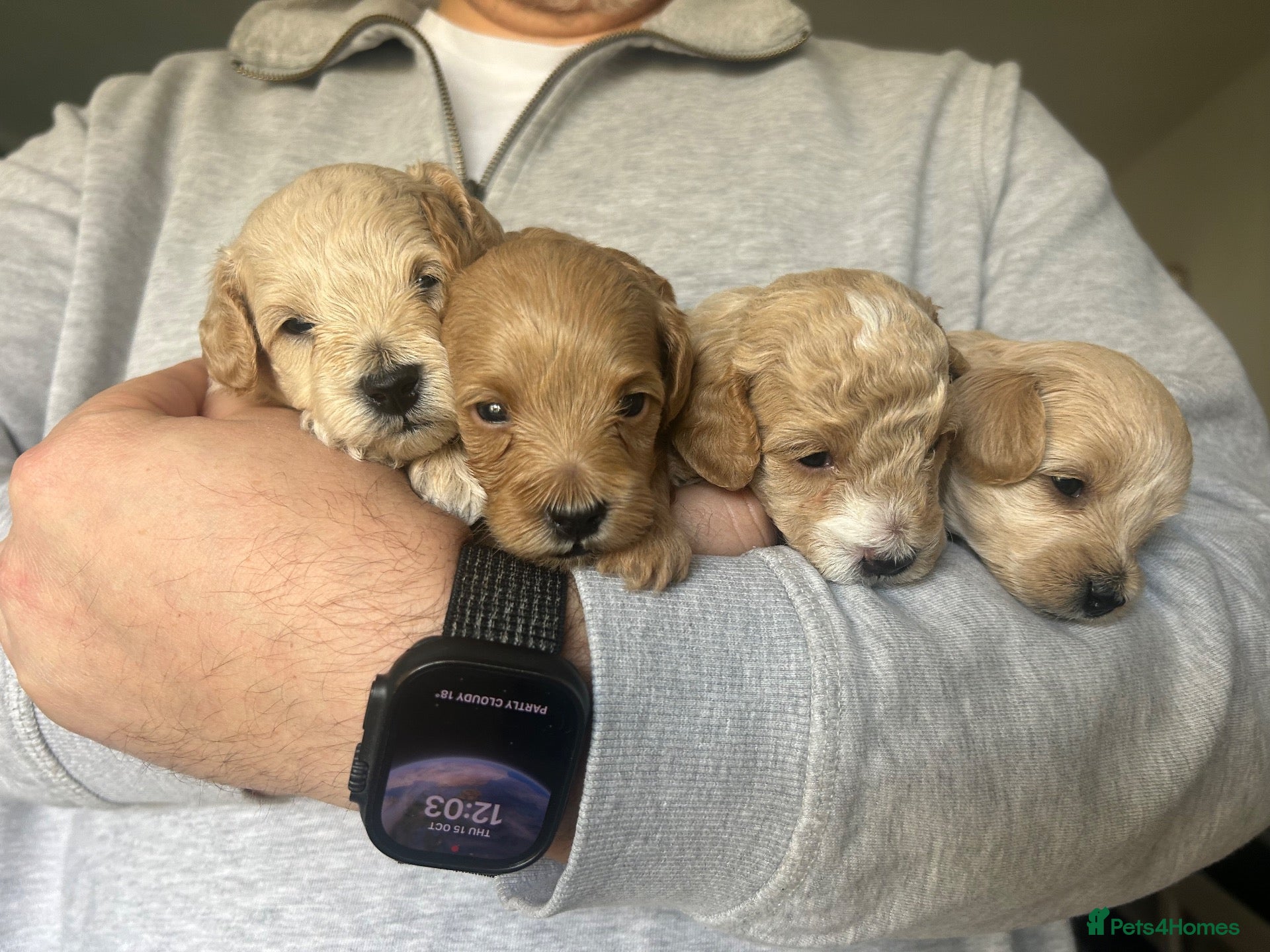 Maltipoo dogs Tiny champagne Maltipoo pups home bred with love - Advert 2