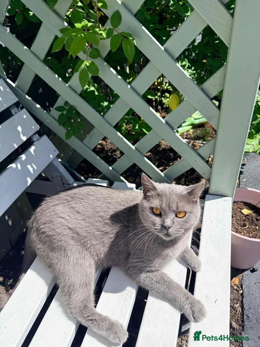 British Shorthair cats for sale: British Shorthair Mix - Advert 2