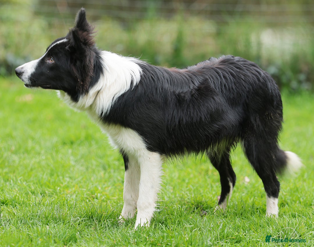 Border Collie dogs for sale: Lovely 7 month old female border collie - Advert 4