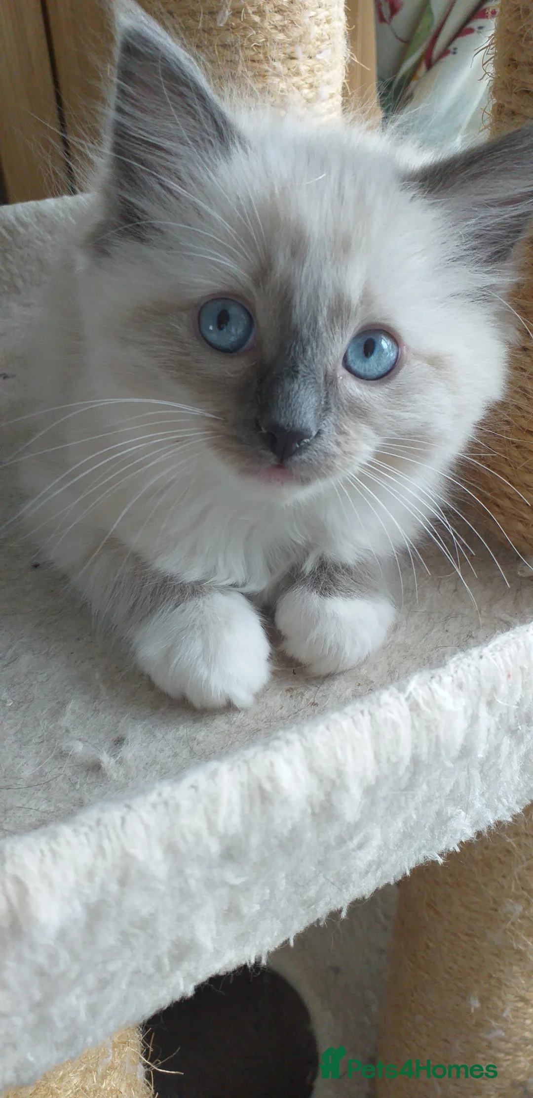 Ragdoll cats for sale: Beautiful Ragdoll Kittens - Advert 4