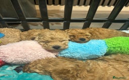 Toy Poodle dogs for sale: Stunning KC reg toy poodles  - Image 1