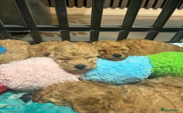 Toy Poodle dogs - Advert 4