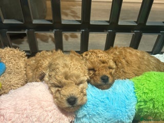 Toy Poodle dogs - Advert 16