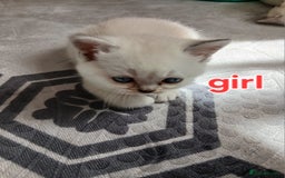 British Shorthair cats for sale: Slodziaki - Image 3