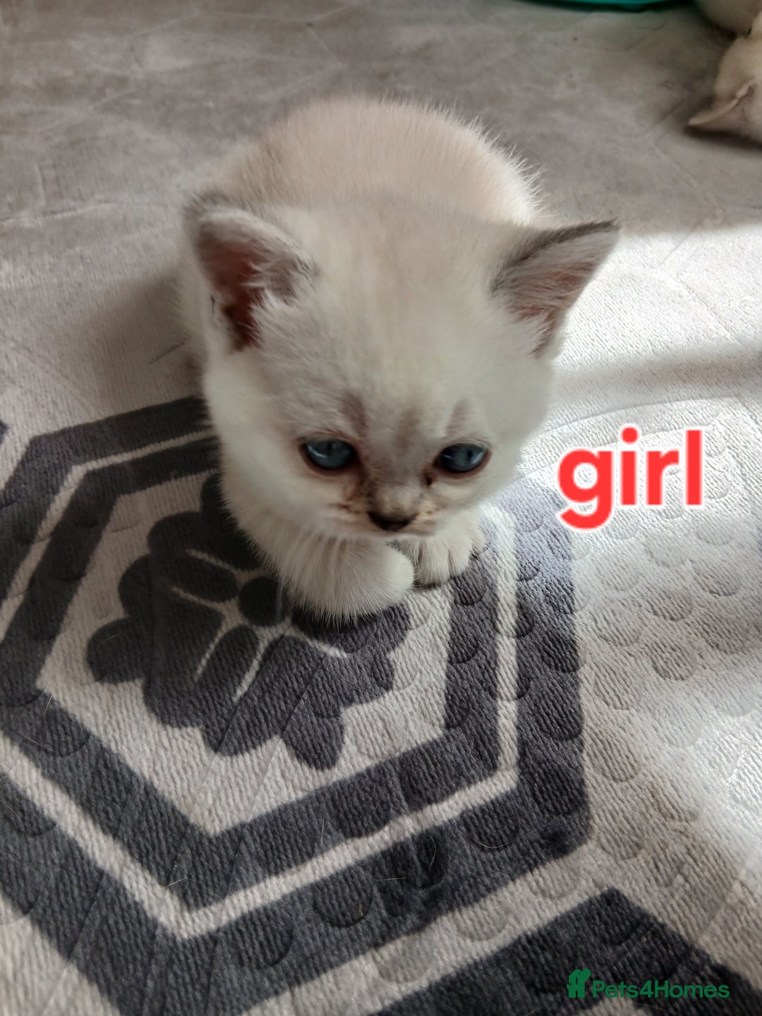 British Shorthair cats for sale: Slodziaki - Image 3
