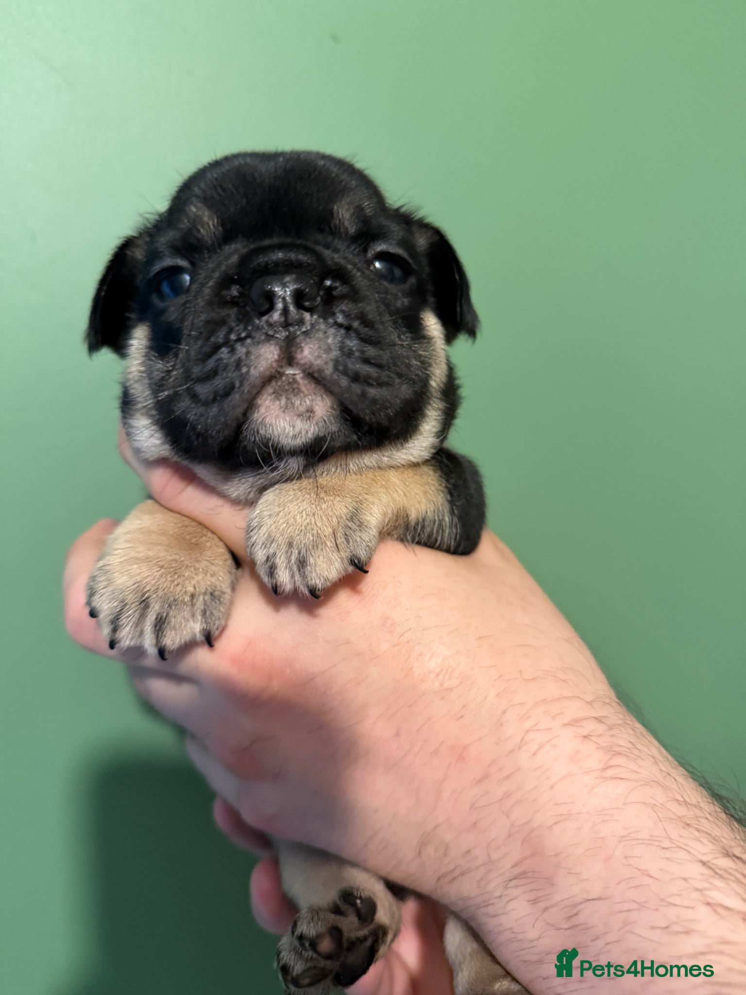 French Bulldog dogs Fluffy  **  puppies  - Advert 3