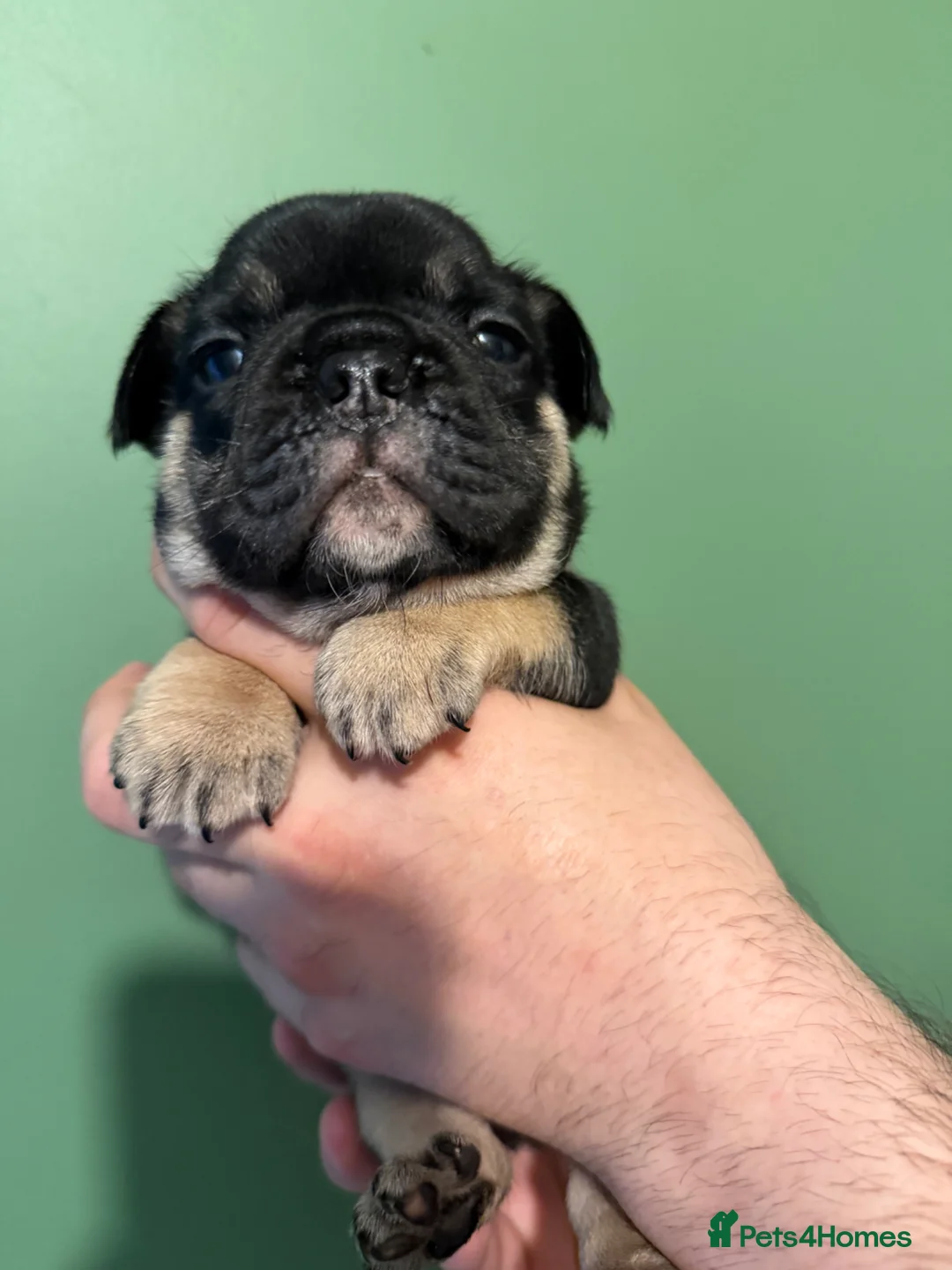 French Bulldog dogs for sale: Fluffy  **  puppies  in Inverkeithing - Advert 1