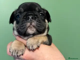 French Bulldog dogs Fluffy ** puppies - Advert 6