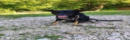 Mixed Breed dogs for adoption: Ayla, 2-3 yrs old. Available for adoption. in Brixham - Advert 11