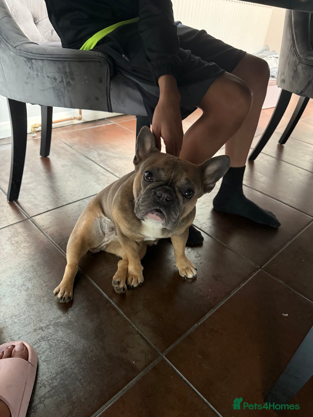 French Bulldog dogs for sale: Female French bulldog - Advert 11