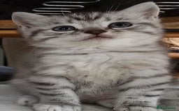 British Shorthair cats for sale: Adorable British Shorthair Kittens–Ready for Home! - Image 6