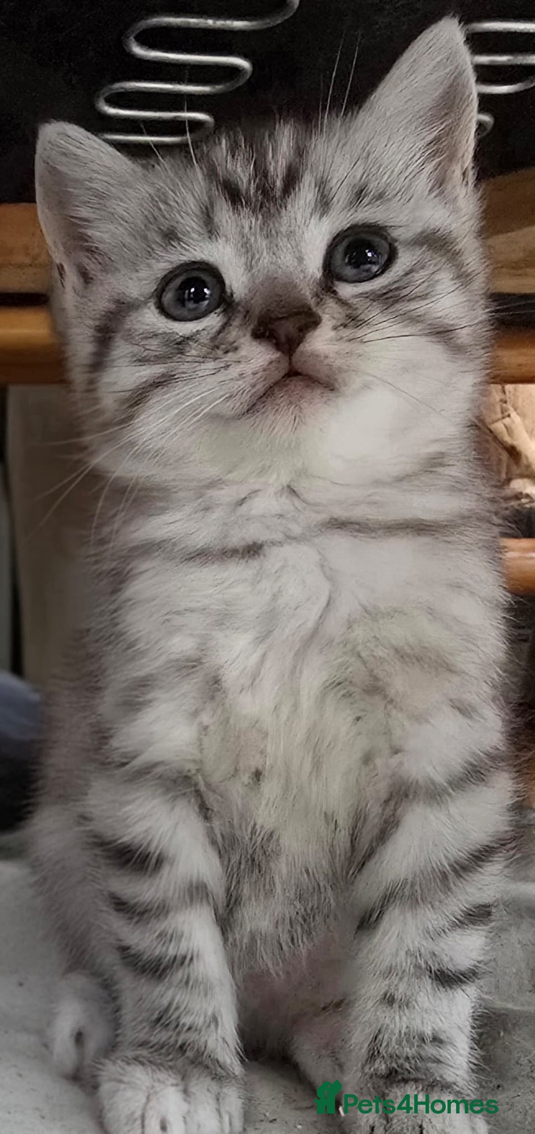 British Shorthair cats for sale: Adorable British Shorthair Kittens–Ready for Home! - Image 6