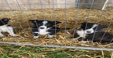 Border Collie dogs - Advert 1