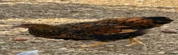 Chickens poultry for sale: Gold Laced Wyandotte LF pullet - Advert 4