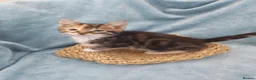 Mixed Breed cats for sale: Beautiful Kittens Videos in Barnsley - Advert 38