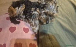 Yorkshire Terrier dogs for sale: Yorkshire Terrier Baby face boys for Sale  😍 - Image 10