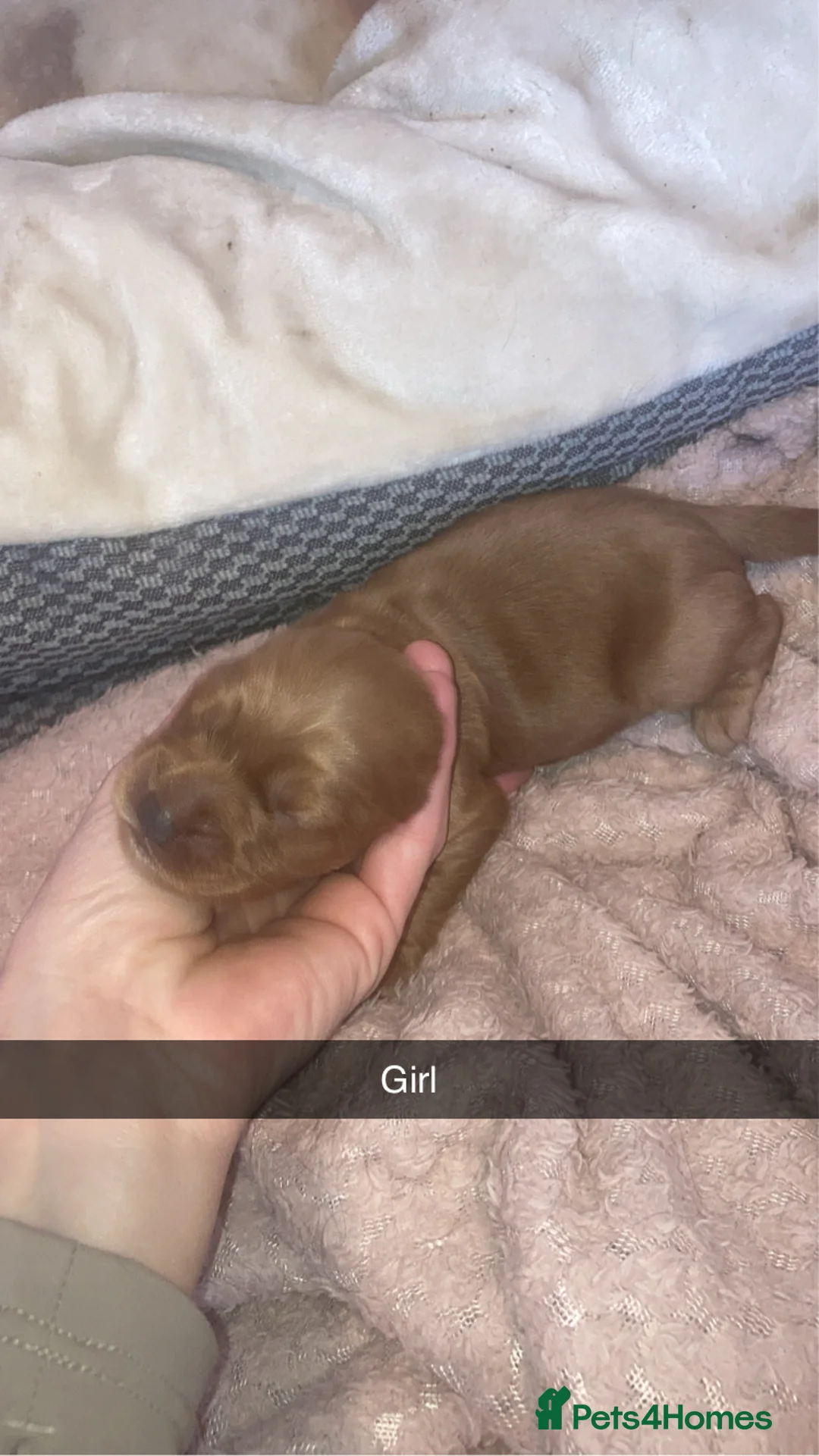 Cockapoo dogs for sale: 8 cockapoo puppys in Doncaster - Advert 2