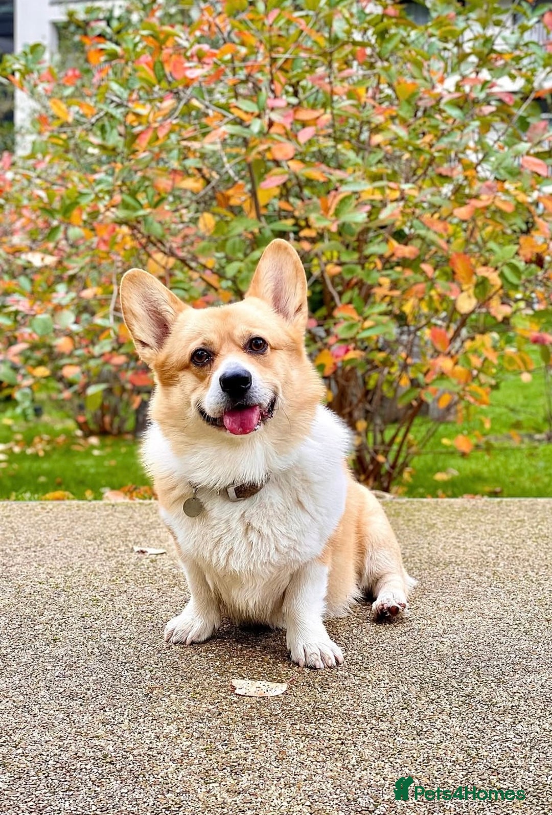 Welsh Corgi Pembroke dogs for sale: Champion bloodlines on both sides, great with kids - Advert 23