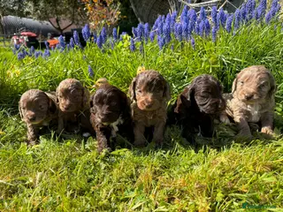 Cockapoo dogs F1 Cockapoo Puppies. - Advert 1