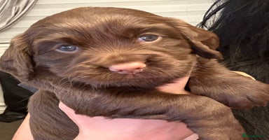 Cocker Spaniel dogs - Advert 1