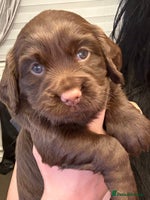 Cocker Spaniel dogs - Advert 1