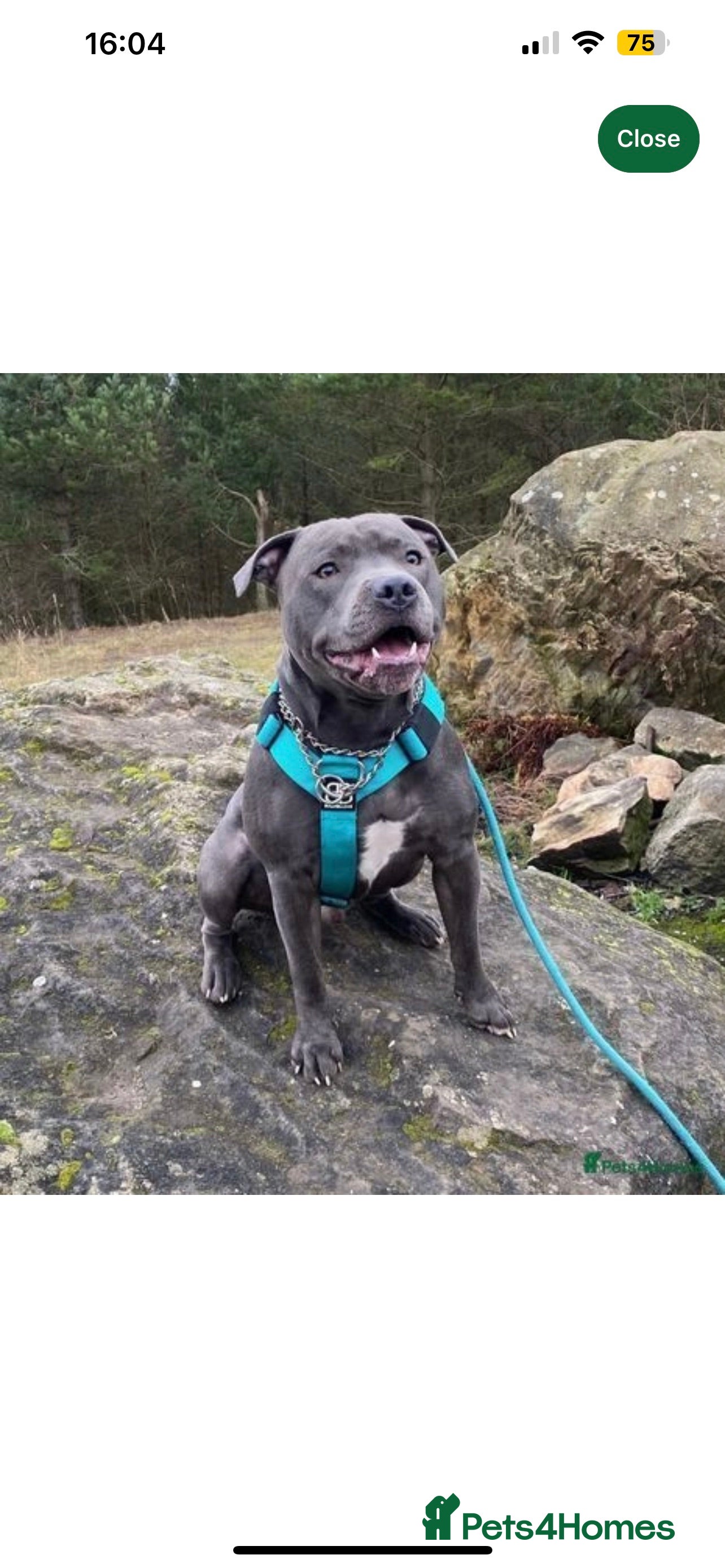 Staffordshire Bull Terrier dogs Blue Staffordshire Bull Terrier for STUD!  in Newcastle upon Tyne - Advert 1