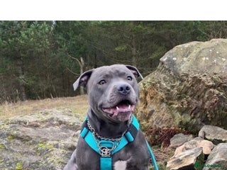 Staffordshire Bull Terrier dogs Blue Staffordshire Bull Terrier for STUD! in Newcastle upon Tyne - Advert 14