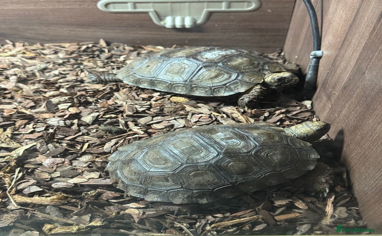 Tortoise reptiles - Advert 3
