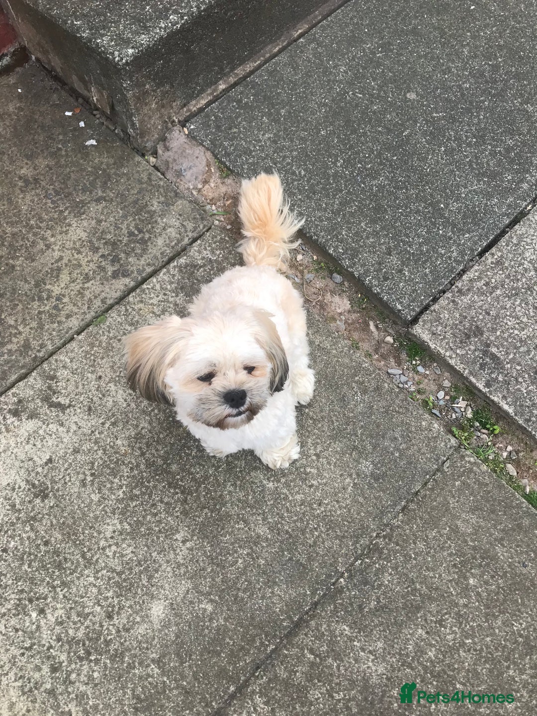 Zuchon dogs for sale: Benji  - Image 4
